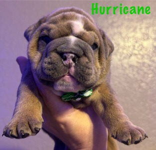 Hurricane