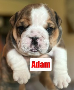 Adam (Adam)