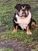 Love That Bulldog Sahara (Sahara)