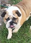 Love That Bulldog's Finnegan Hicland (Finnegan)